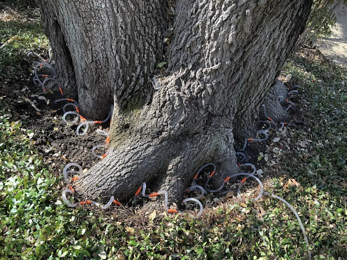 Detailed Tree Cabling and Bracing job site in Saddle Brook