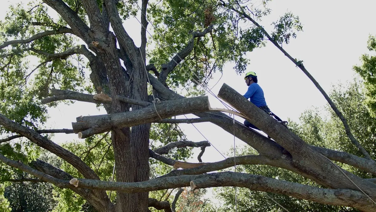 Professional Crown Thinning performed by certified arborists in Saddle Brook