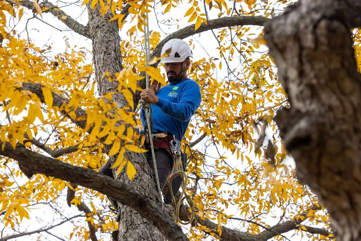 Skilled Storm Damage Cleanup crew working in Saddle Brook