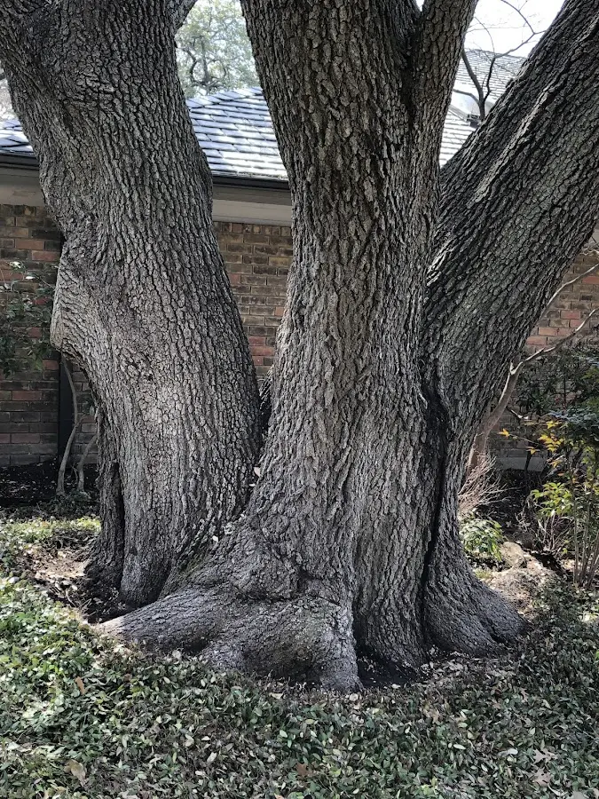Mature heritage tree close to a Saddle Brook property cared for by certified arborists